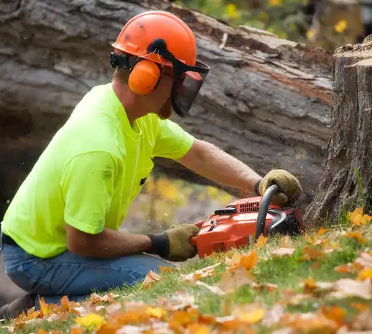 tree services Honeoye Falls